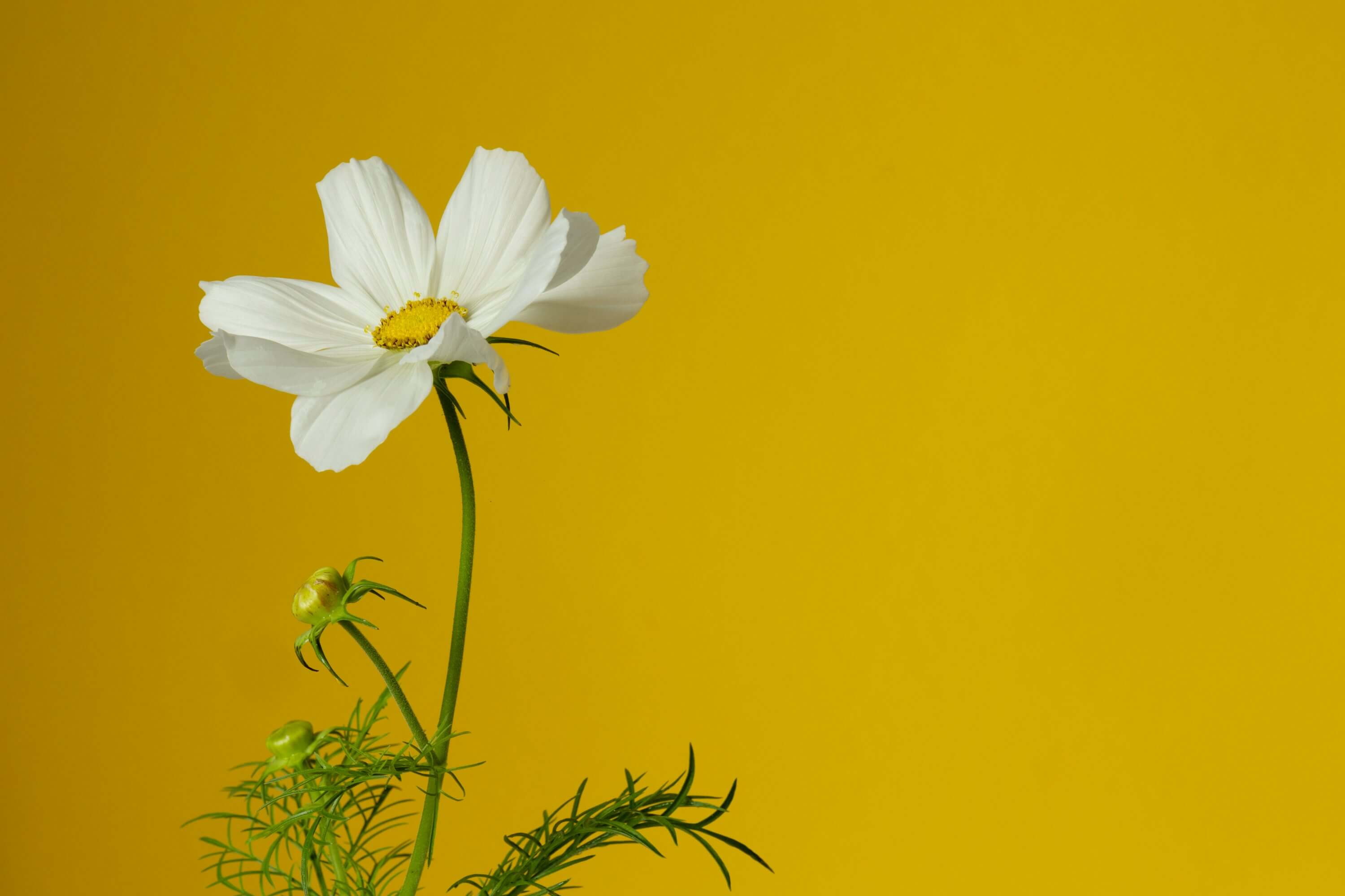   
																Flowers also play an important role in nature. They attract bees, butterflies, and other pollinators, helping plants grow and reproduce. Without flowers, many s 
															 